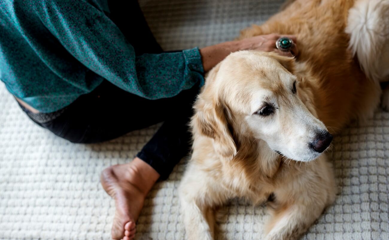 Sex Dolls Help with Healing Depression and Loneliness Pets can help people with depression